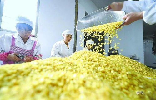 织金县食品经营行业迎来新机遇 经济日报整版报道聚焦发展成果